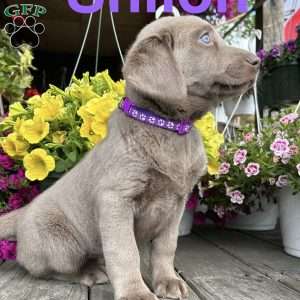 Shiloh, Silver Labrador Retriever Puppy